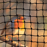JFN Heavy Duty Polyethylene Smaller Bird UV Netting 1" square mesh, Custom Size